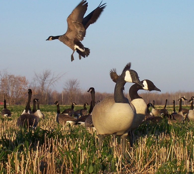 Canada geese guided service